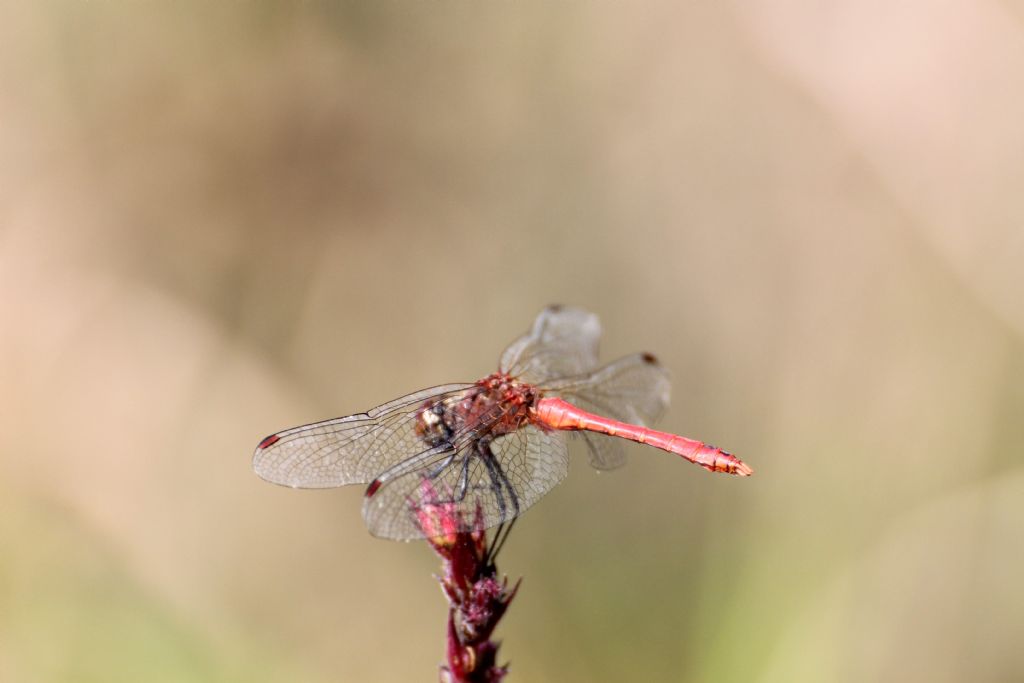 Sympetrum sanguineum?  S !